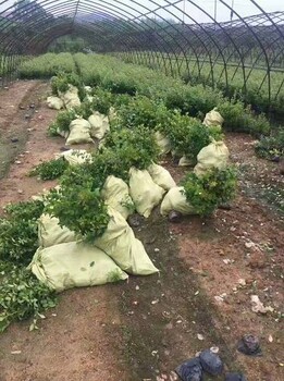 紅粉佳人藍(lán)莓苗哪里銷售福建紅粉佳人藍(lán)莓苗培育基地