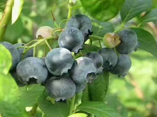蓝莓苗哪里便宜香港蓝莓苗多少钱一株