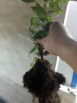 1年布里吉塔蓝莓苗一亩地种植多少棵