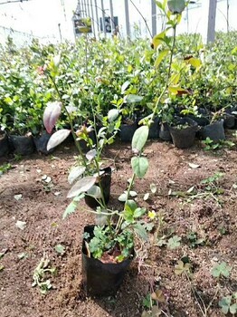 紅粉佳人藍莓苗哪里銷售江蘇紅粉佳人藍莓苗基地供應(yīng)