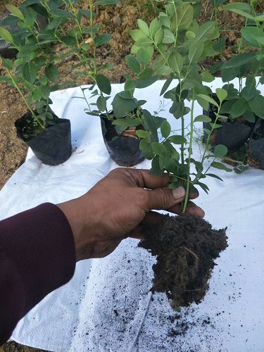 2年莱格西蓝莓苗基地供应