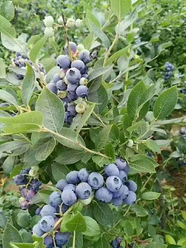二年蓝莓苗哪里便宜天津二年蓝莓苗基地供应