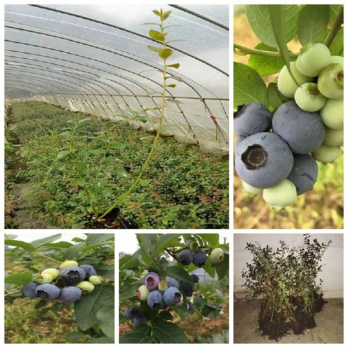 密斯提蓝莓苗繁育基地