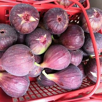 日本紫果無花果苗哪里有賣湖北日本紫果無花果苗2019年價格