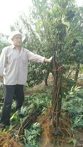 紫陶芬无花果苗哪里销售上海紫陶芬无花果苗一亩种植多少