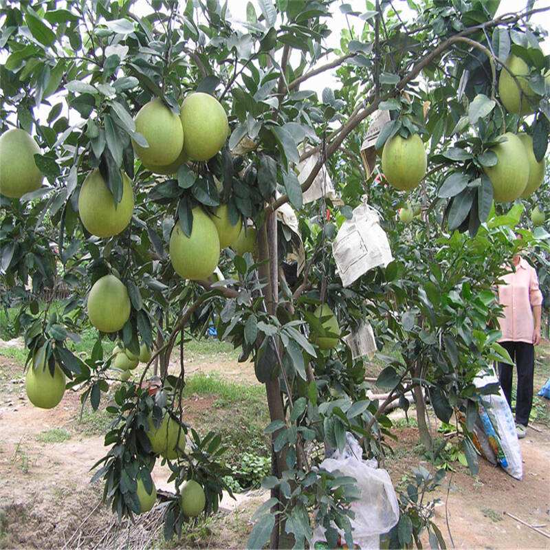 基地）宁夏黄金蜜柚苗哪里便宜