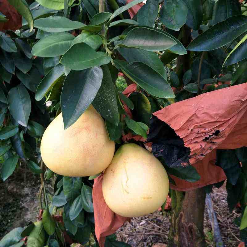 基地）宁夏三红蜜柚苗种植咨询