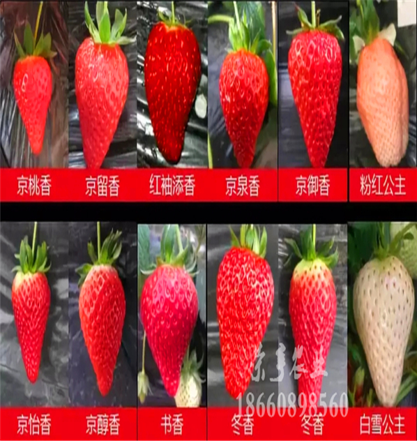 衡陽黔莓二號草莓苗多少錢