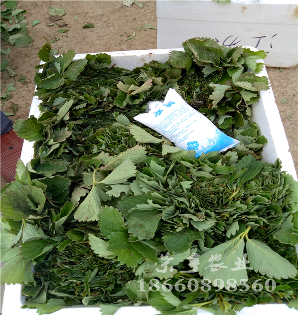 朝陽咖啡草莓苗畝產(chǎn)多少斤