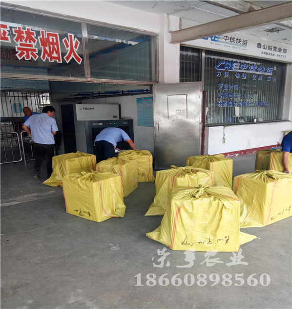 襄樊杠三草莓苗哪里全