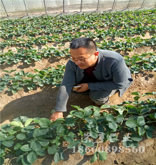 鹽城甘露草莓苗基地