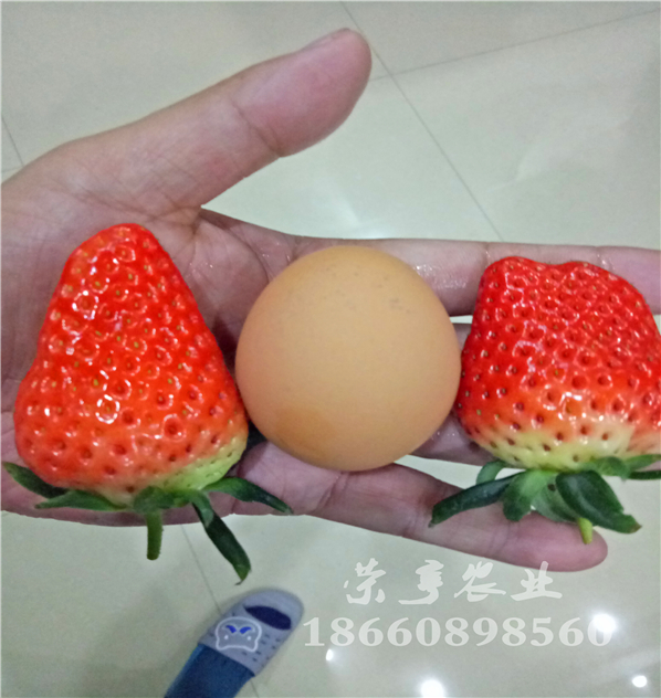 昆玉白雪公主草莓苗脫毒苗