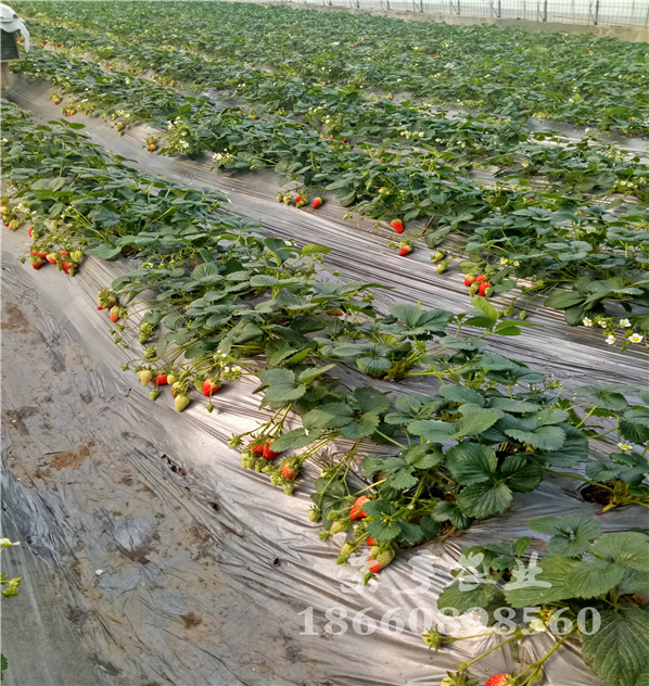 黑河寧豐草莓苗基地