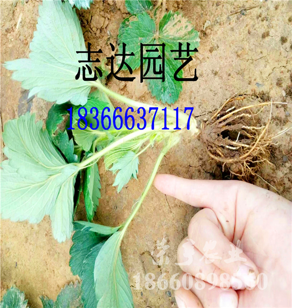 万盛杜克拉草莓苗价格