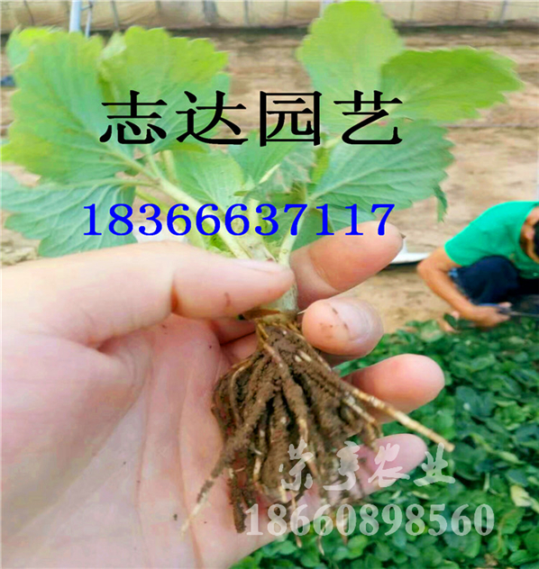 上饒寶童草莓苗怎么種植