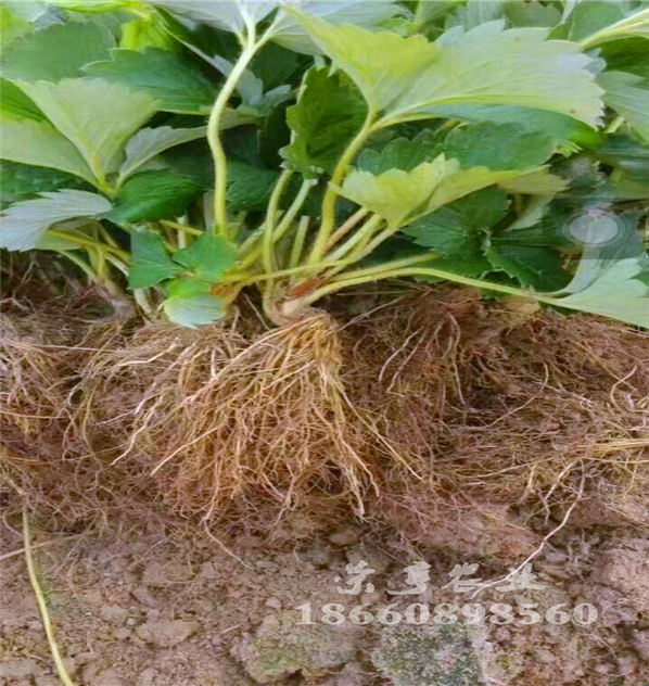 湖州寶童草莓苗多少錢(qián)