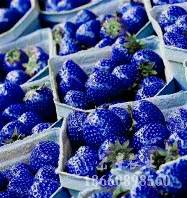 嘉興閃亮香草莓苗價(jià)格