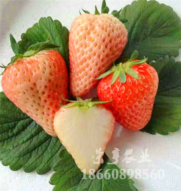 菏澤妙香三號(hào)怎么種植