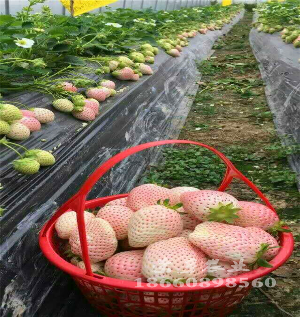 汕頭99草莓苗脫毒苗