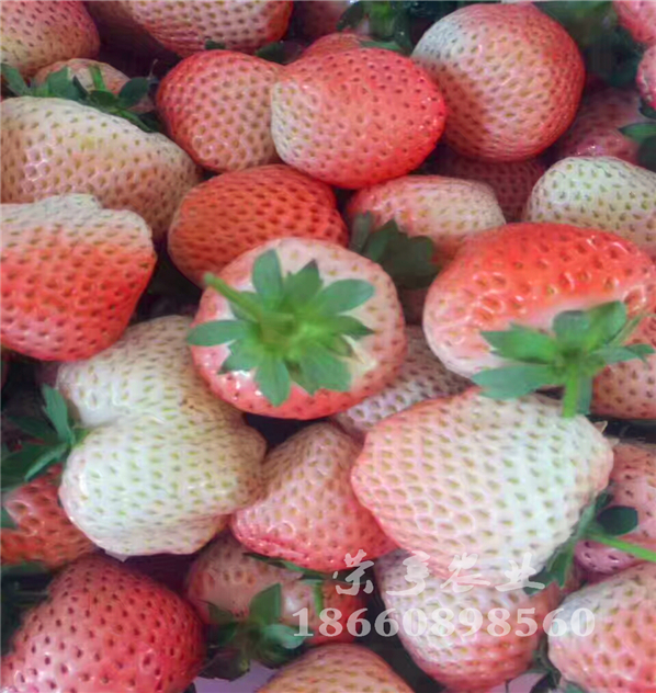 張北越豐草莓苗自繁自育