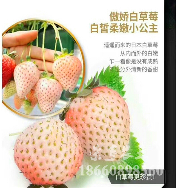 南寧202草莓苗基地