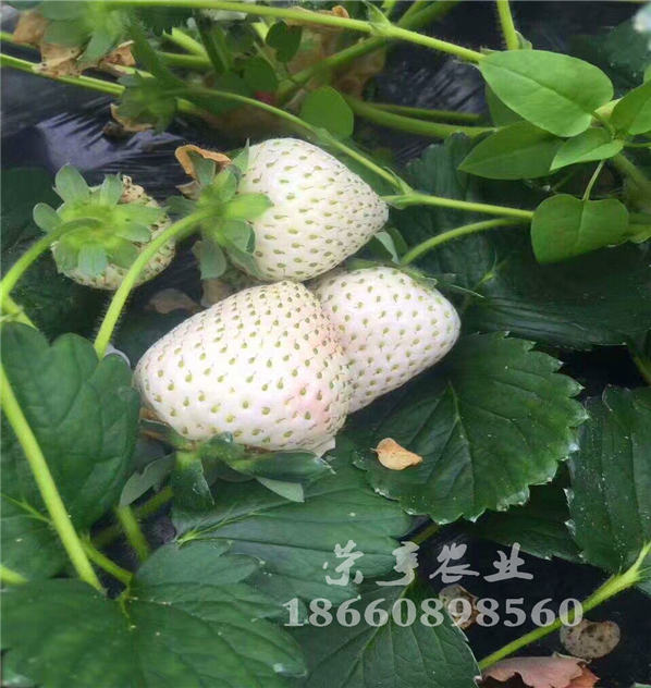 湘西甘露草莓苗自繁自育