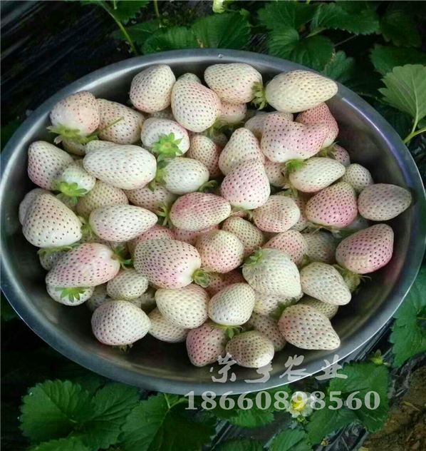 大足202草莓苗農(nóng)科院引種