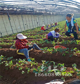 大足202草莓苗農(nóng)科院引種