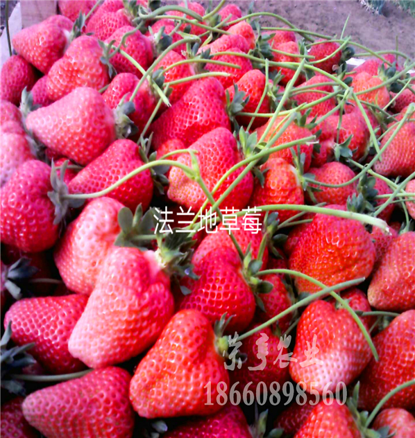 張北越豐草莓苗自繁自育