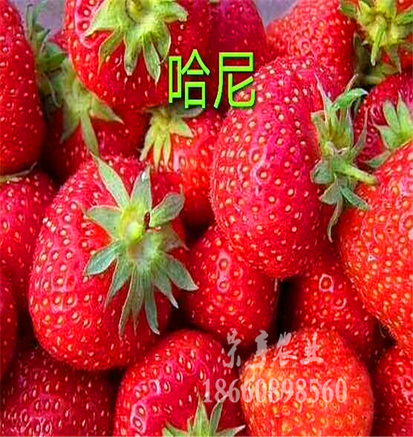 湖州寶童草莓苗多少錢(qián)