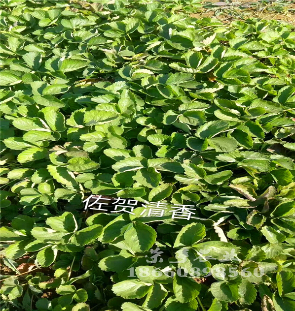 臺(tái)南紅玉草莓苗畝產(chǎn)多少