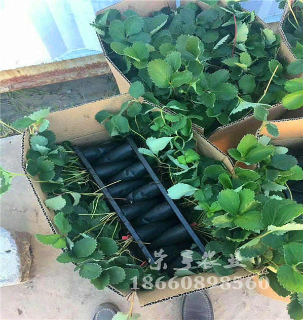 楚雄妙香三號(hào)脫毒苗
