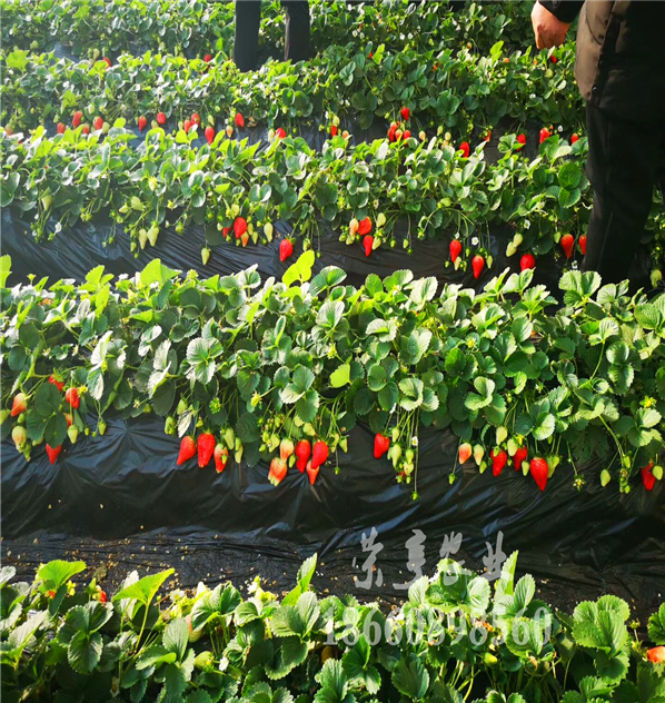 中衛(wèi)黔莓二號草莓苗價(jià)格
