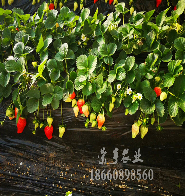 昆玉白雪公主草莓苗脫毒苗