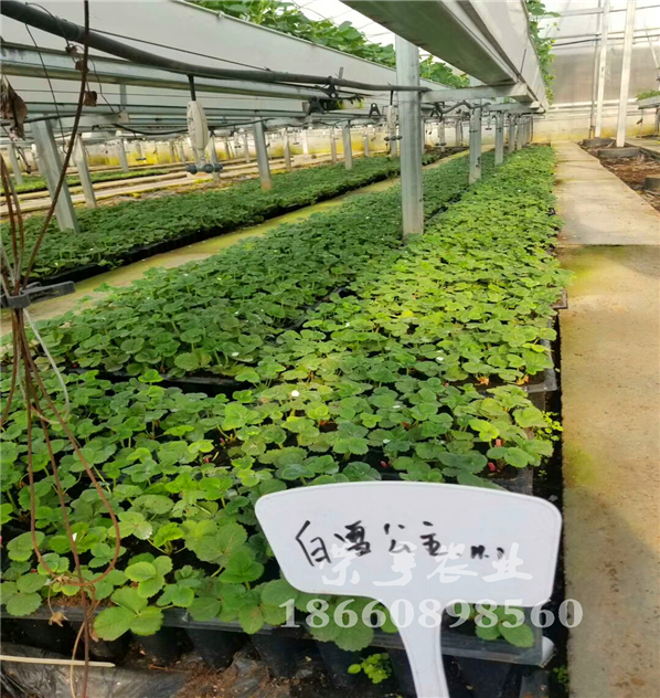 臺(tái)東縣越心草莓苗畝產(chǎn)多少