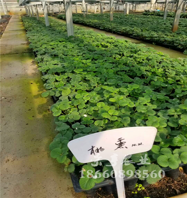 鹽城甘露草莓苗基地