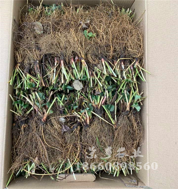南寧202草莓苗基地