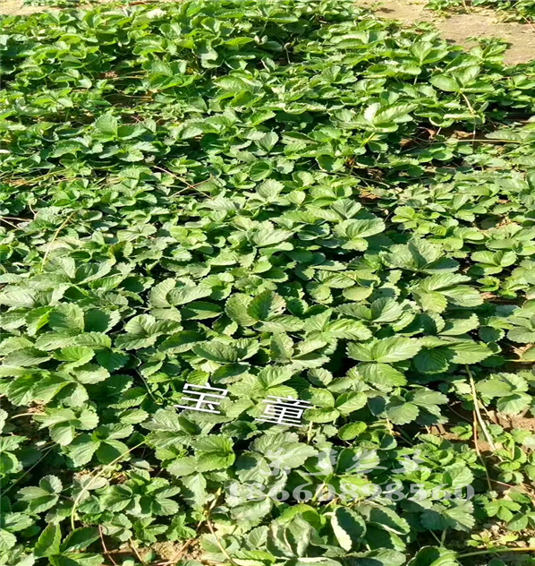 菏澤妙香三號(hào)怎么種植