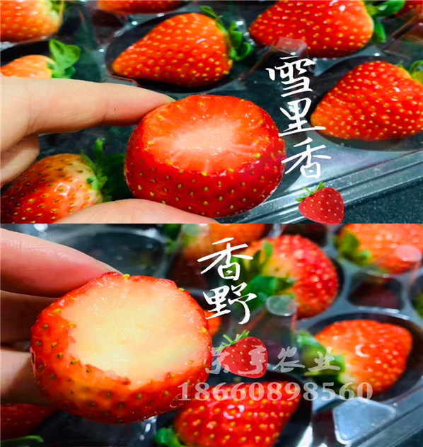 昆玉白雪公主草莓苗脫毒苗