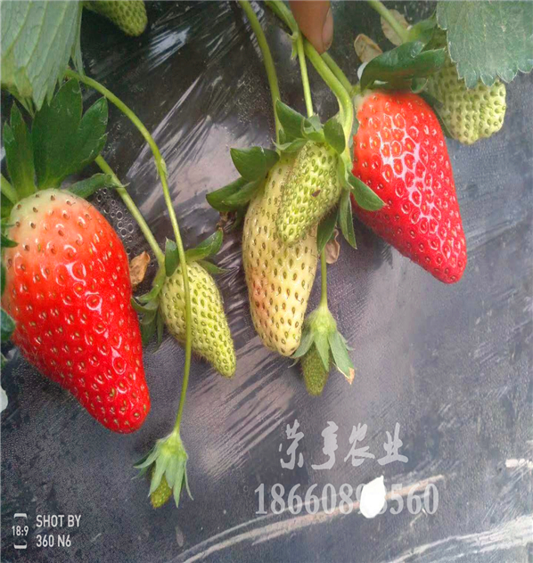 荊門99草莓苗溫室栽培要領(lǐng)
