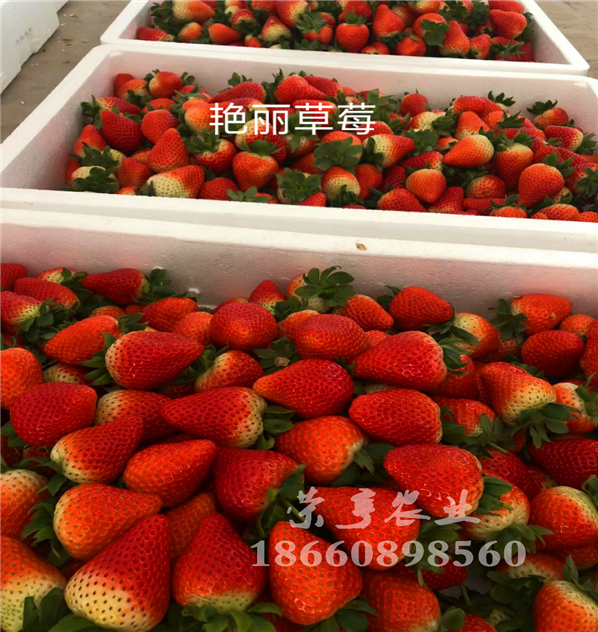駐馬店拉松草莓苗脫毒種苗