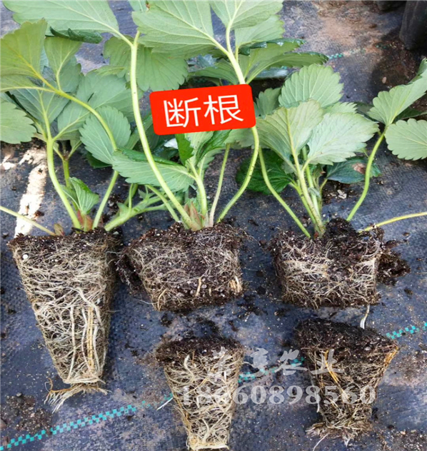 九龙法兰地草莓苗用药管理