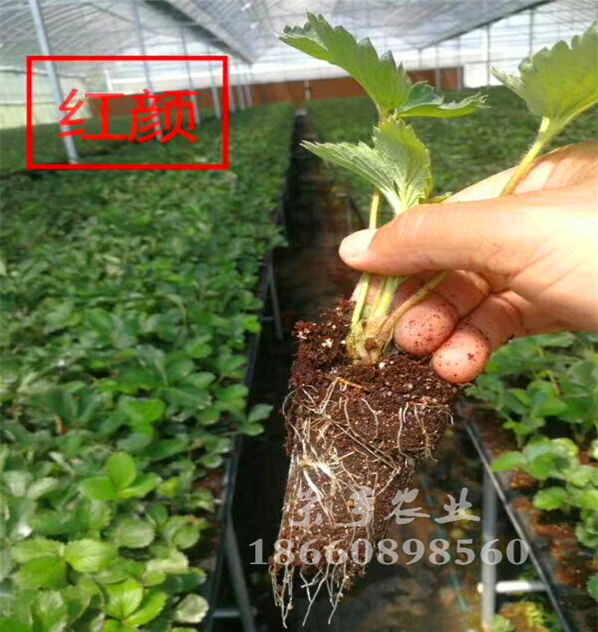 石家莊寶童草莓苗脫毒苗