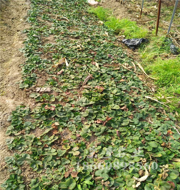 隴南哈尼草莓苗批發(fā)價格