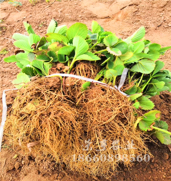 桃園縣夏乙女草莓苗基地