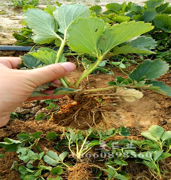 嘉興閃亮香草莓苗價(jià)格