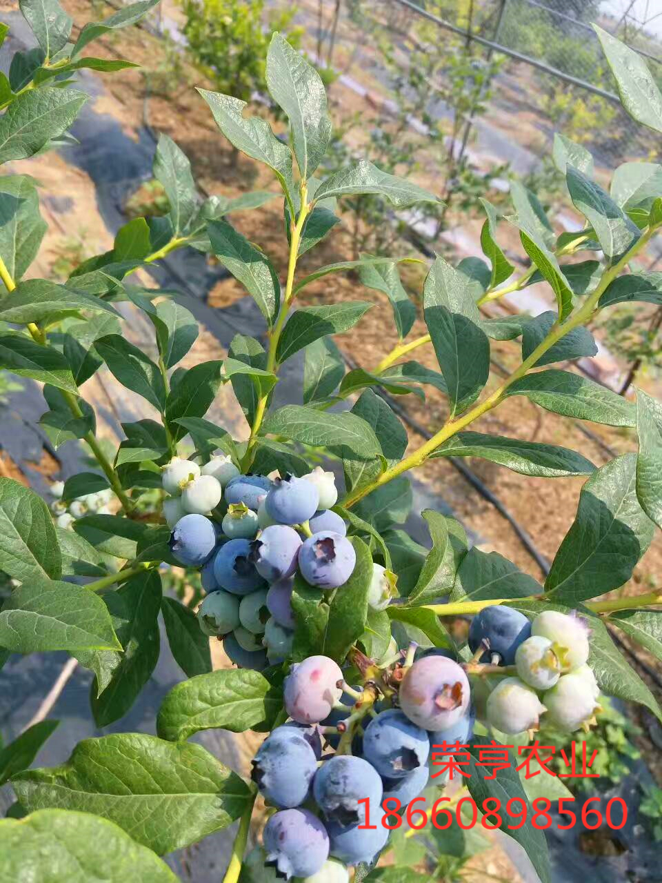 屏东县南金蓝莓苗营养杯苗