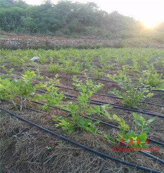 洛陽康維爾藍(lán)莓苗基地歡迎