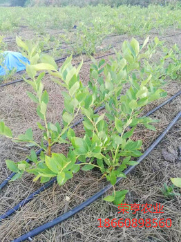 日喀則藍光藍莓苗實時報價