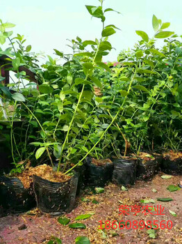 銅梁藍莓苗大型基地